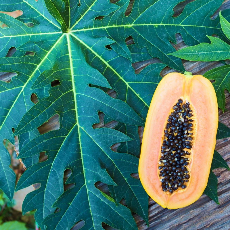 Benefits of Papaya Leaves ,Papaya leaves dengue