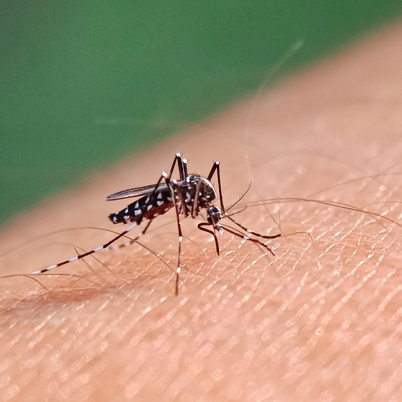 7 warning signs of dengue fever ,dengue symptoms ,dengue treatment 